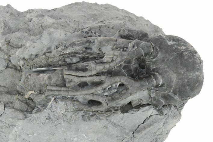 Fossil Crinoid (Cyathocrinites) - Monroe County, Indiana #231989